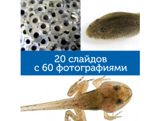Мой первый микроскоп  (серия GeoSafari, говорящий  англ.яз)