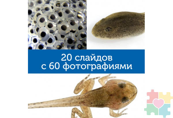 Мой первый микроскоп  (серия GeoSafari, говорящий  англ.яз)