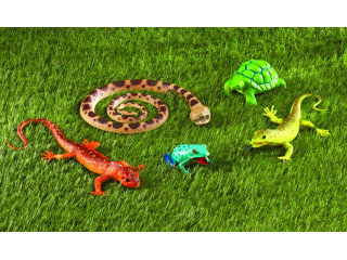 Развивающая игрушка "Рептилии и амфибии"  (5 элементов)