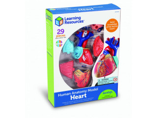 Развивающая игрушка "Анатомия человека. Сердце"  (29 элементов)