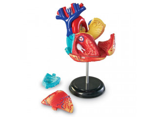 Развивающая игрушка "Анатомия человека. Сердце"  (29 элементов)