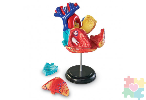 Развивающая игрушка "Анатомия человека. Сердце"  (29 элементов)