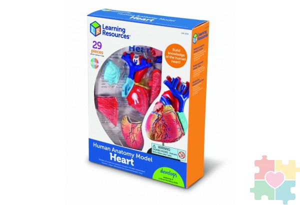 Развивающая игрушка "Анатомия человека. Сердце"  (29 элементов)