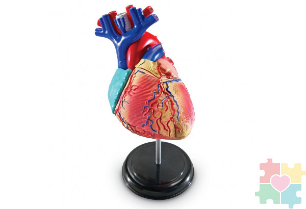 Развивающая игрушка "Анатомия человека. Сердце"  (29 элементов)