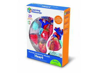 Развивающая игрушка "Анатомия человека. Сердце"  (29 элементов)