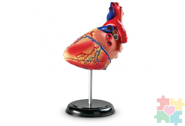 Развивающая игрушка "Анатомия человека. Сердце"  (29 элементов)