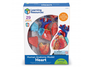 Развивающая игрушка "Анатомия человека. Сердце"  (29 элементов)