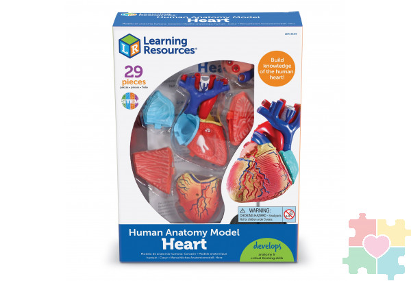 Развивающая игрушка "Анатомия человека. Сердце"  (29 элементов)