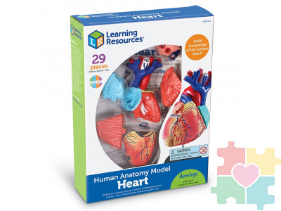 Развивающая игрушка "Анатомия человека. Сердце"  (29 элементов)