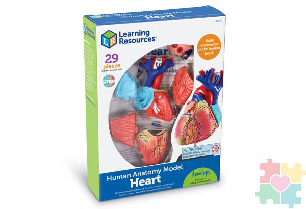 Развивающая игрушка "Анатомия человека. Сердце"  (29 элементов)