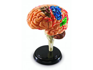 Развивающая игрушка "Анатомия человека. Мозг"  (31 элемент)