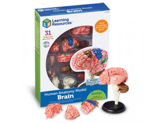 Развивающая игрушка "Анатомия человека. Мозг"  (31 элемент)