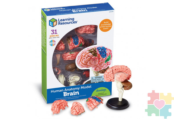 Развивающая игрушка "Анатомия человека. Мозг"  (31 элемент)