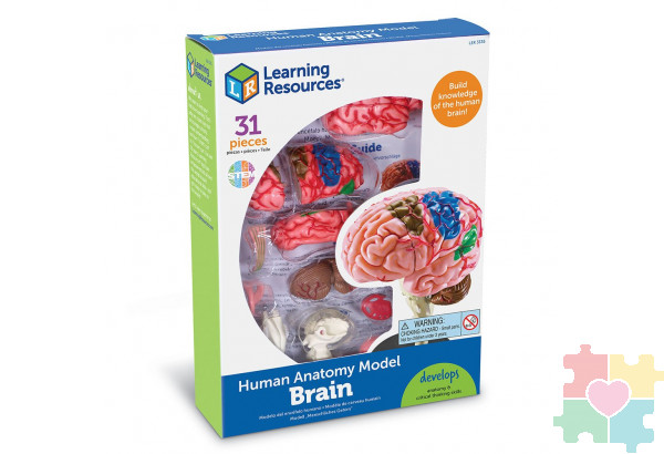 Развивающая игрушка "Анатомия человека. Мозг"  (31 элемент)