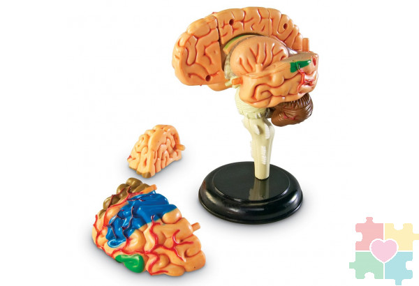 Развивающая игрушка "Анатомия человека. Мозг"  (31 элемент)