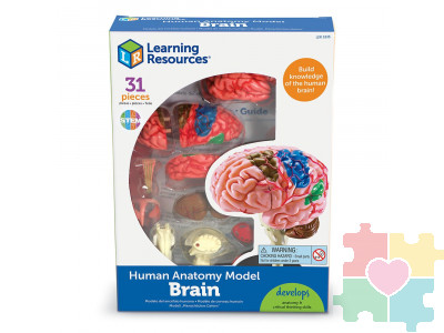 Развивающая игрушка "Анатомия человека. Мозг"  (31 элемент)
