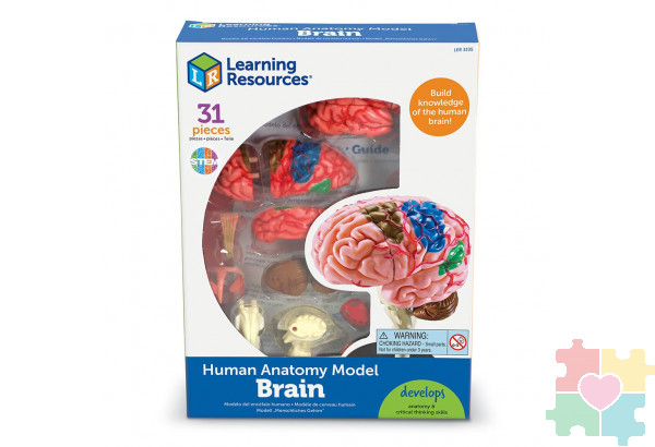 Развивающая игрушка "Анатомия человека. Мозг"  (31 элемент)