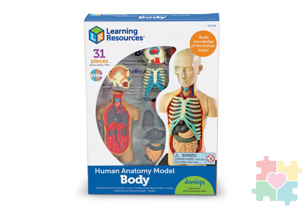 Развивающая игрушка "Анатомия человека. Тело"  (31 элемент)