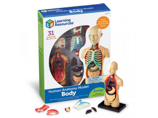 Развивающая игрушка "Анатомия человека. Тело"  (31 элемент)