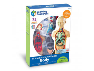 Развивающая игрушка "Анатомия человека. Тело"  (31 элемент)