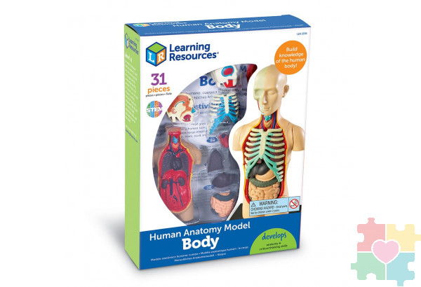 Развивающая игрушка "Анатомия человека. Тело"  (31 элемент)