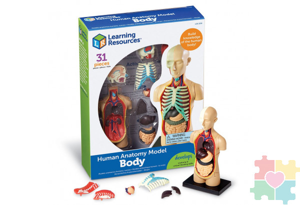 Развивающая игрушка "Анатомия человека. Тело"  (31 элемент)