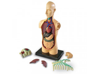 Развивающая игрушка "Анатомия человека. Тело"  (31 элемент)