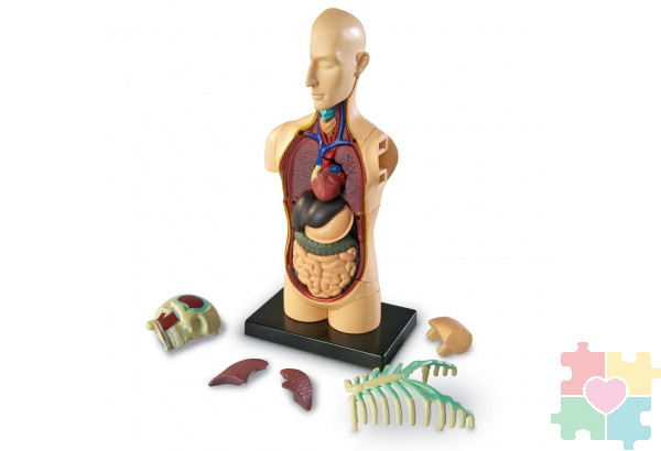 Развивающая игрушка "Анатомия человека. Тело"  (31 элемент)