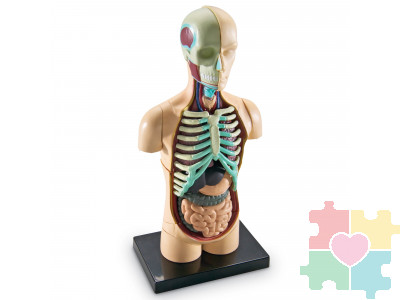 Развивающая игрушка "Анатомия человека. Тело"  (31 элемент)