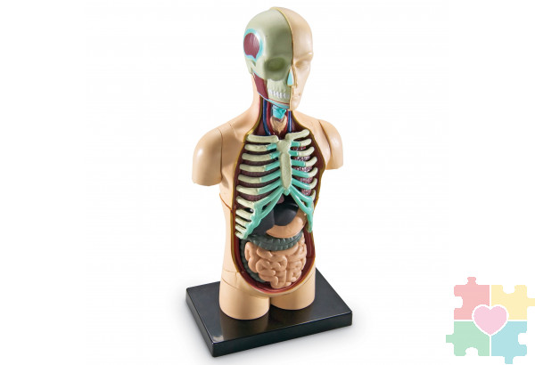 Развивающая игрушка "Анатомия человека. Тело"  (31 элемент)