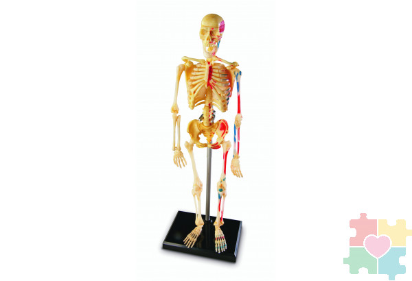 Развивающая игрушка "Анатомия человека. Скелет"  (41 элемент)