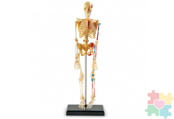 Развивающая игрушка "Анатомия человека. Скелет"  (41 элемент)