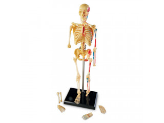 Развивающая игрушка "Анатомия человека. Скелет"  (41 элемент)