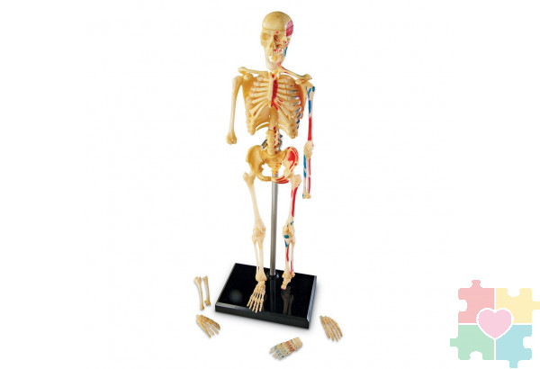 Развивающая игрушка "Анатомия человека. Скелет"  (41 элемент)