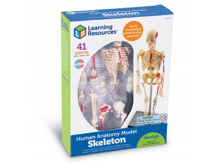 Развивающая игрушка "Анатомия человека. Скелет"  (41 элемент)