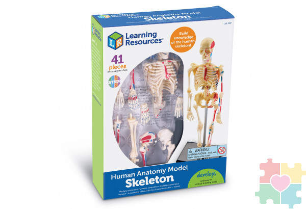 Развивающая игрушка "Анатомия человека. Скелет"  (41 элемент)