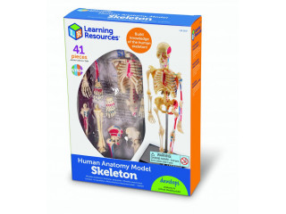 Развивающая игрушка "Анатомия человека. Скелет"  (41 элемент)