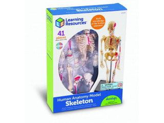Развивающая игрушка "Анатомия человека. Скелет"  (41 элемент)