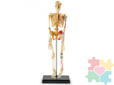 Развивающая игрушка "Анатомия человека. Скелет"  (41 элемент)