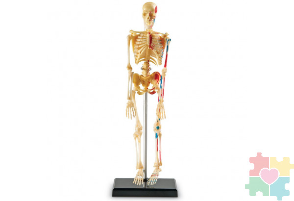 Развивающая игрушка "Анатомия человека. Скелет"  (41 элемент)