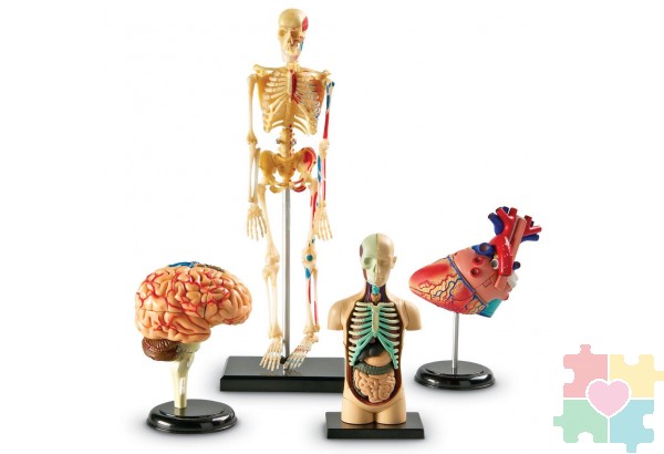 Развивающая игрушка "Анатомия человека"  (Мозг, Сердце, Тело, Скелет. 132 элемента)