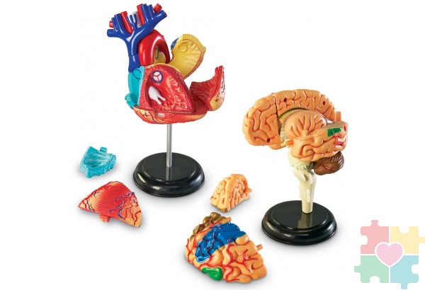 Развивающая игрушка "Анатомия человека"  (Мозг, Сердце, Тело, Скелет. 132 элемента)