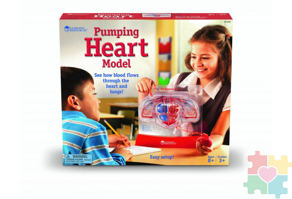 Развивающая игрушка "Кровеносная система человека" (демонстрационный материал с ручным насосом)