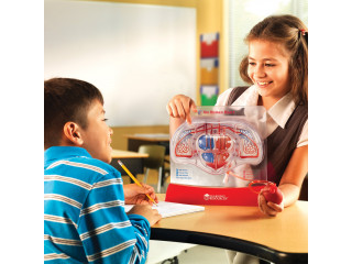 Развивающая игрушка "Кровеносная система человека" (демонстрационный материал с ручным насосом)