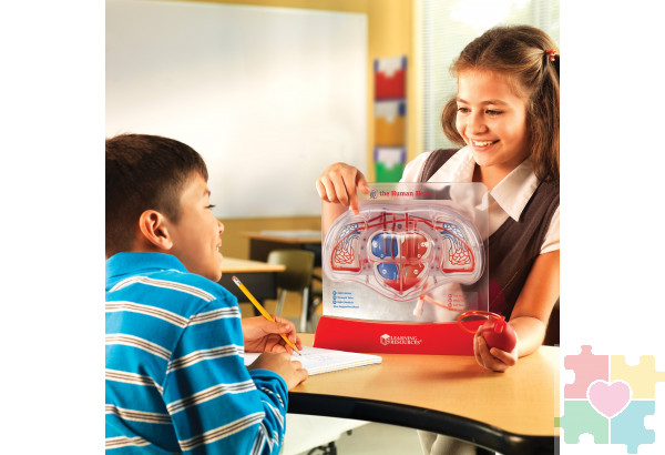 Развивающая игрушка "Кровеносная система человека" (демонстрационный материал с ручным насосом)