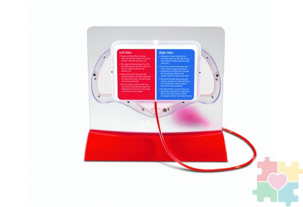 Развивающая игрушка "Кровеносная система человека" (демонстрационный материал с ручным насосом)