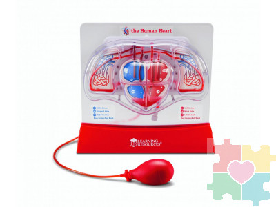 Развивающая игрушка "Кровеносная система человека" (демонстрационный материал с ручным насосом)