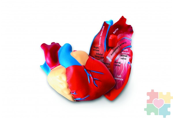 Развивающая игрушка "Сердце человека модель в разрезе" (демонстрационный материал из мягкой пены, 12.5см., 1 элемент )