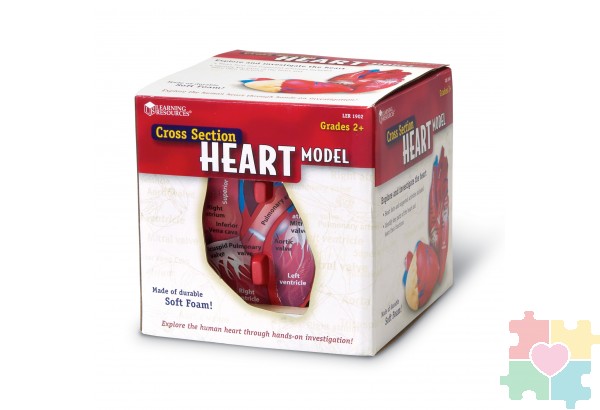 Развивающая игрушка "Сердце человека модель в разрезе" (демонстрационный материал из мягкой пены, 12.5см., 1 элемент )