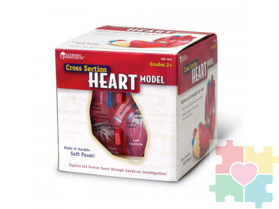 Развивающая игрушка "Сердце человека модель в разрезе" (демонстрационный материал из мягкой пены, 12.5см., 1 элемент )
